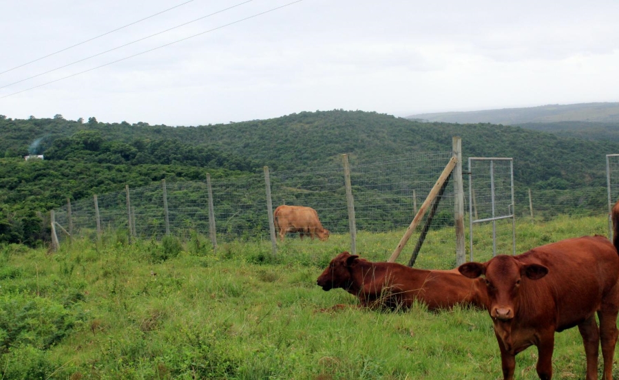 Commercial Property for Sale in East London Rural Eastern Cape